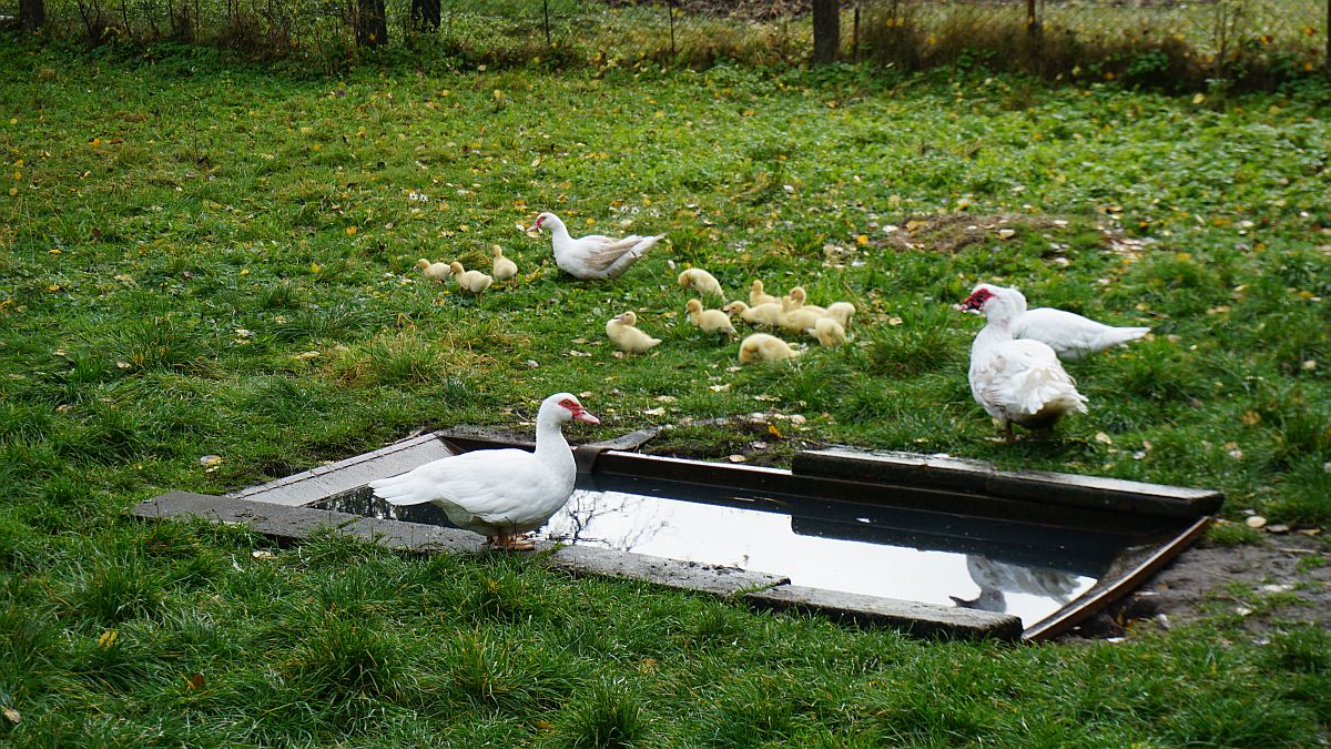 Enten und Küken am Wassertrog im Garten