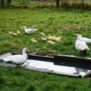 Enten und Küken am Wassertrog im Garten