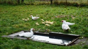 gasthof garten cottbus enten