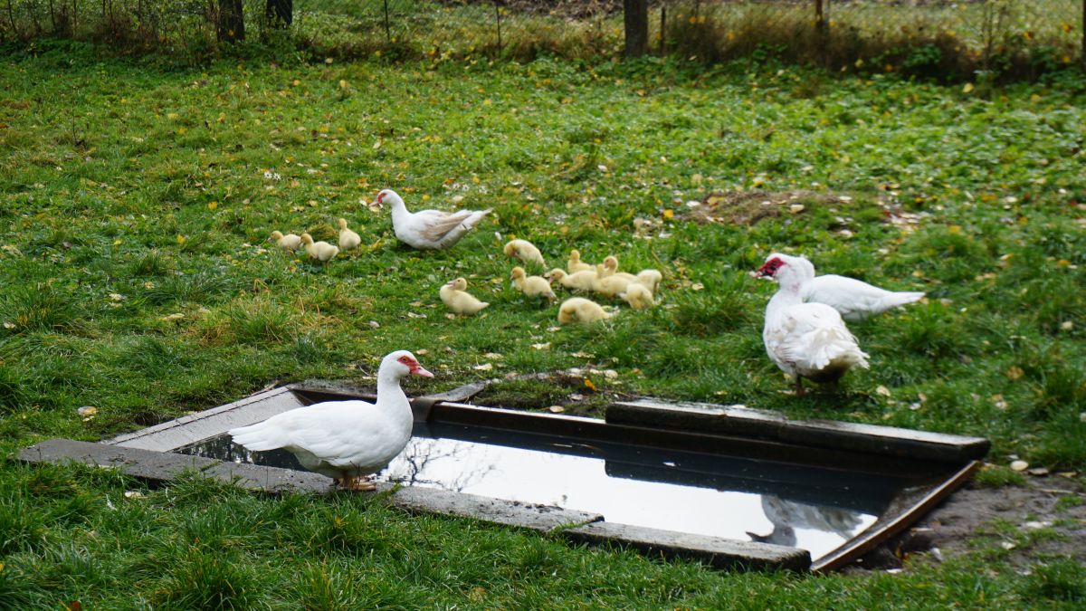 gasthof garten cottbus enten